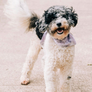 -JOURNEY- F1B Mini Goldendoodle Ckc – Tricolor Parti