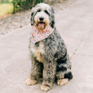 -GENESIS- F1 Standard Bernedoodle Ckc – Blue Merle