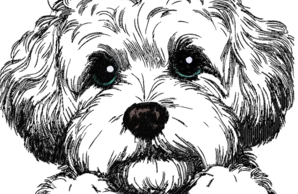 PETITE MINI GOLDENDOODLE LITTER